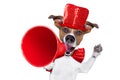 Dog sale megaphone Royalty Free Stock Photo