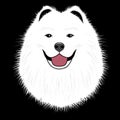 Dog samoyed, buddy puppy