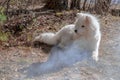 Dog samoyed lying on the ground in the forest slightly clouded behind the smoke of a fire