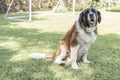 Dog San Bernado posing outdoors