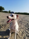 Dog Sand beach blur hot