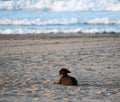 Dog on the sand of the beach and the sea background Royalty Free Stock Photo