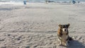 Dog in the sand at the beach on summer vacation holidays Royalty Free Stock Photo