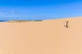 Dog in the sand in Cabo Polonio, Uruguay Royalty Free Stock Photo