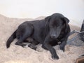 Dog on sand