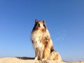 Dog on a sand hill