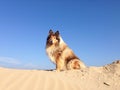 Dog on a sand hill