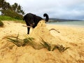 Dog and Sandman at the Beach Royalty Free Stock Photo