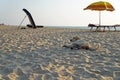 Dog on the sandy beach of Marari near Kochi, Kerala, India