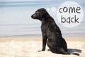 Dog At Sandy Beach, Text Come Back