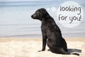 Dog At Sandy Beach, Text Looking For You Royalty Free Stock Photo