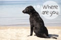 Dog At Sandy Beach, Text Where Are You Royalty Free Stock Photo
