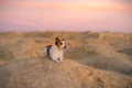 Dog on a sandy quarry at sunset. Jack Russell Terrier through the hills of sand. Active pet