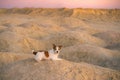 Dog on a sandy quarry at sunset. Jack Russell Terrier through the hills of sand. Active pet