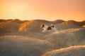 Dog on a sandy quarry at sunset. Jack Russell Terrier through the hills of sand. Active pet