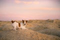 dog on a sandy quarry at sunset. Jack Russell Terrier through the hills of sand. Active pet