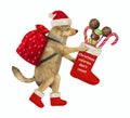 Dog Santa with Christmas boot walking Royalty Free Stock Photo