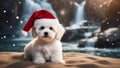 dog in santa claus hat highly intricately detailed photograph of Cute sitting Bichon Havanese puppy dog in Christmas