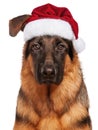 Dog in Santa Claus hat Royalty Free Stock Photo