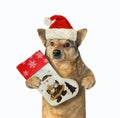 Dog holds Christmas stocking Royalty Free Stock Photo