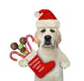 Dog with red Christmas boot Royalty Free Stock Photo