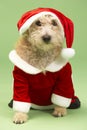 Dog In Santa Costume Royalty Free Stock Photo