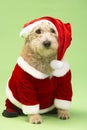 Dog In Santa Costume Royalty Free Stock Photo