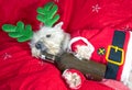 Dog In Santa Costume. Humour, festive. Reindeer Westie. Royalty Free Stock Photo