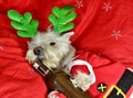 Dog In Santa Costume. Humour, festive. Reindeer Westie. Royalty Free Stock Photo