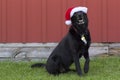 Dog in santa hat Royalty Free Stock Photo