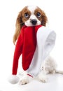 Dog with Santa hat. Christmas dog in studio. White background king charles spaniel dog. Christmas time. Santa hat with Royalty Free Stock Photo