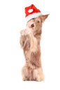 Dog with santa hat,to sit up and beg, isolated