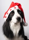 A dog in Santa's cap