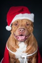 Dog in Santa`s costume. A red pit bull in New Year`s clothes. Portrait of dog isolated on black. Santa Claus. Royalty Free Stock Photo