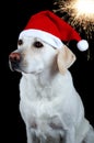 Dog with Santa's hat