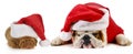Dog santa Royalty Free Stock Photo