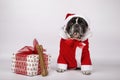 Dog in Santaclaus costume and hat with a gift and bone to bite.Christmas symbol and the new year 2020