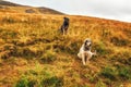 2 Yugoslav sheperd dogs in the countryside Royalty Free Stock Photo