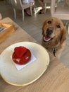 dog with a satisfied muzzle begging for a delicious beautiful cake with rose petals Royalty Free Stock Photo