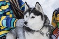 A dog with a satisfied muzzle on a walk in the winter with children. Children and their four-legged husky friend in the winter