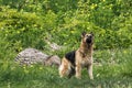 The dog saw a bird in the sky and carefully looks up Royalty Free Stock Photo