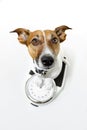 Dog scale Royalty Free Stock Photo