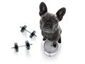 Dog on scale , with overweight Royalty Free Stock Photo