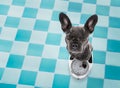 Dog on scale , with overweight Royalty Free Stock Photo