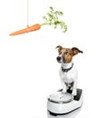 Dog on scale , with overweight Royalty Free Stock Photo
