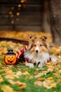 Dog in scarf with pumpkin. Halloween. Autumn Hollidays and celebration.