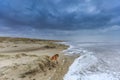 A dog scavenge in violent Wester storm with sea spray and shifting sand dunes