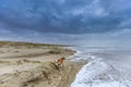 A dog scavenge in violent Wester storm with sea spray and shifting sand dunes
