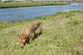 Dog scent tracking Royalty Free Stock Photo