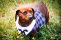 A dog in a Scottish kilt Royalty Free Stock Photo